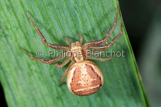 Thomisidae_xysticus-2.JPG - France, Araneae, Thomisidae, Araignée-crabe (Xysticus sp), Crab spider